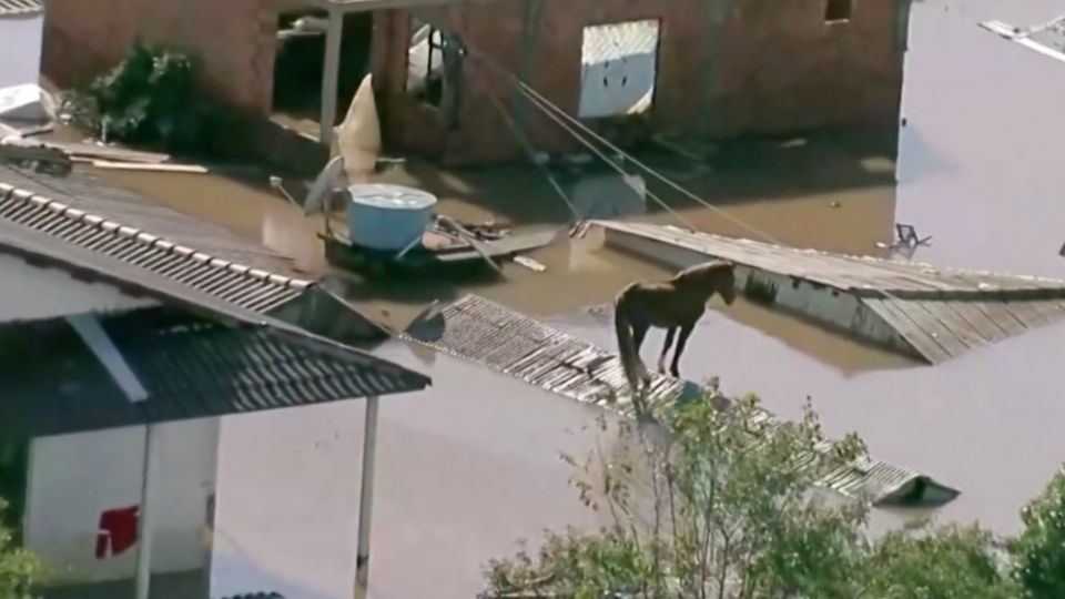 El caballo quedó atrapado sobre el tejaban de una canoa.