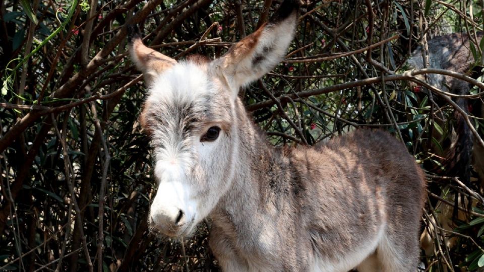 El pollino, que es como se le dice a los burritos bebés, nació en el marco del Día Internacional del Burro que se conmemora cada 8 de mayo.