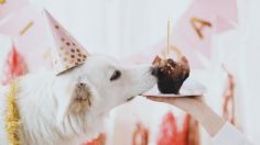 Celebra a tu perro: 3 recetas fáciles y saludables de "pastel de cumpleaños" para festejar a tu lomito que cumple años en junio