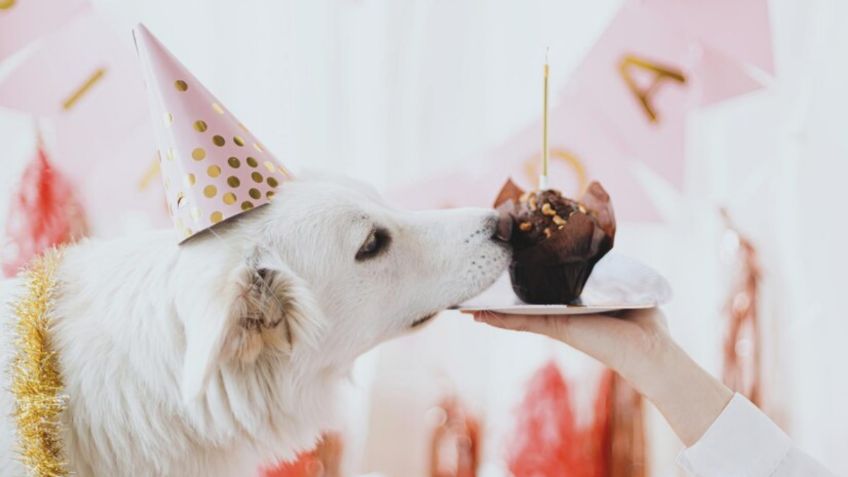 Celebra a tu perro: 3 recetas fáciles y saludables de "pastel de cumpleaños" para festejar a tu lomito que cumple años en junio