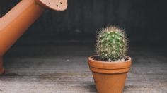 Este es el truco poco conocido para cuidar de tus plantas del exceso de agua 