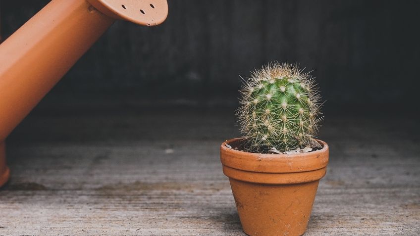 Este es el truco poco conocido para cuidar de tus plantas del exceso de agua 