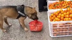 VIDEO: graban el momento exacto en que un perrito hace sus compras en un mercado de Japón