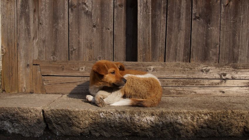 El maltrato animal se castigaría en Torreón con hasta 200 mil pesos si se aprueba esta propuesta