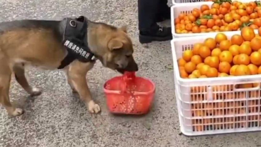 VIDEO: graban el momento exacto en que un perrito hace sus compras en un mercado de Japón