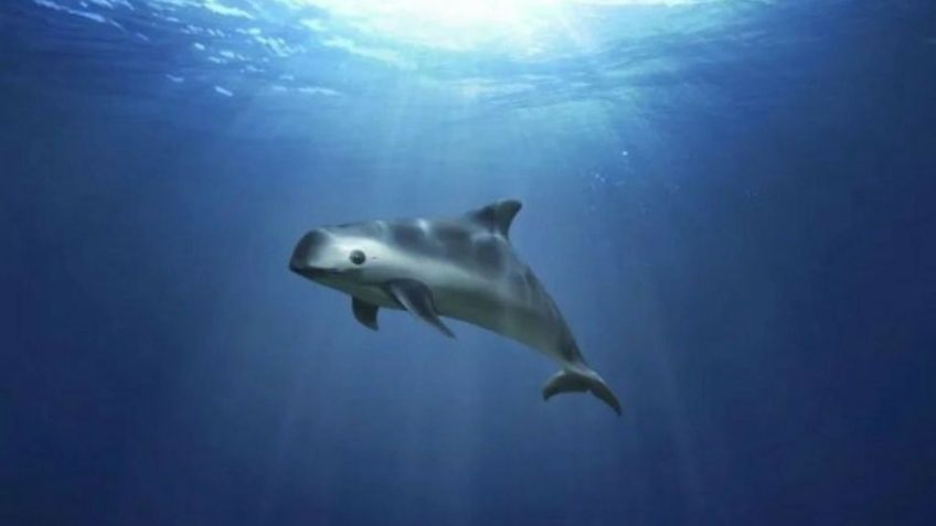 Se mantiene estable población de vaquita marina en Alto Golfo de California