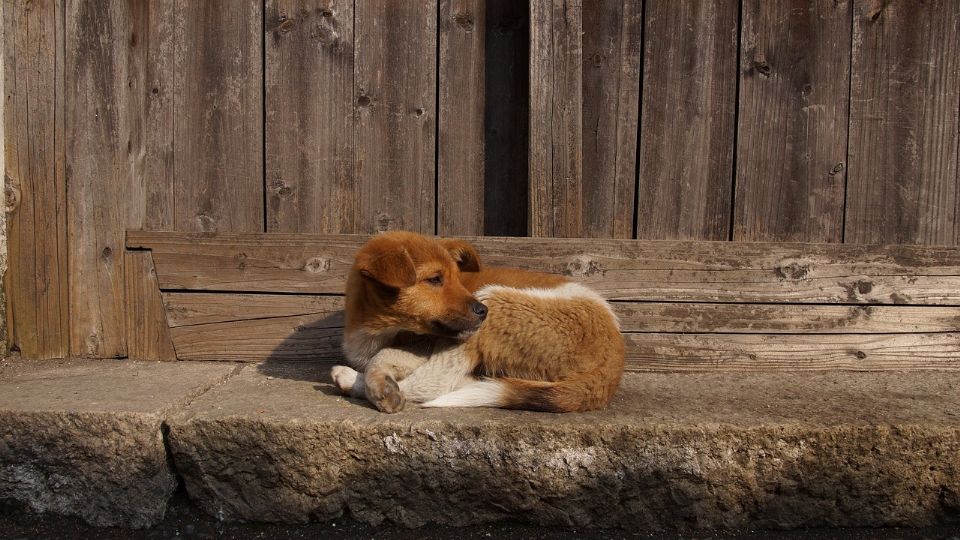 Miles de animales viven malas condiciones de vida a lo largo de su existencia en el mundo