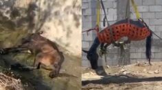 Así fue el rescate de un caballo que agonizó durante horas tirado en un canal de Los Cabos San Lucas: VIDEO