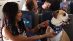 Air Ladrido, la primera aerolínea exclusiva para perros con todas las comodidades para un viaje de ensueño