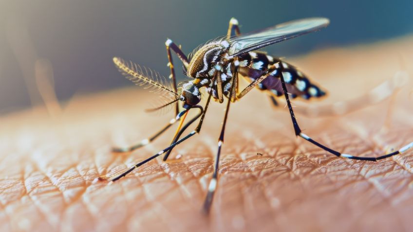 El limpiador que no debe faltar en casa para eliminar las moscas, mosquitos y todo tipo de insectos