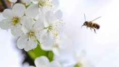 Salvar a la naturaleza, una abeja a la vez