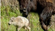 El origen de la profecía cumplida tras el nacimiento del búfalo blanco en Yellowstone