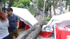 Árbol de 20 metros de altura cae sobre puestos en Feria del Libro de Paseo de la Reforma