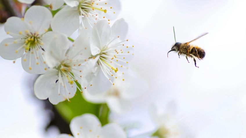 Salvar a la naturaleza, una abeja a la vez