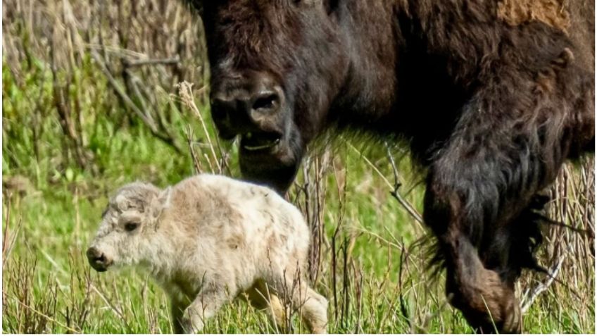 El origen de la profecía cumplida tras el nacimiento del búfalo blanco en Yellowstone