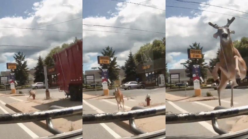 IMÁGENES FUERTES: Ciervo atraviesa el parabrisas de un autobús de pasajeros en Rhode Island, hay 3 heridos