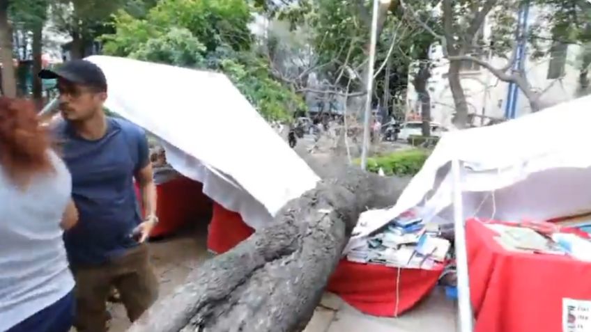 Árbol de 20 metros de altura cae sobre puestos en Feria del Libro de Paseo de la Reforma