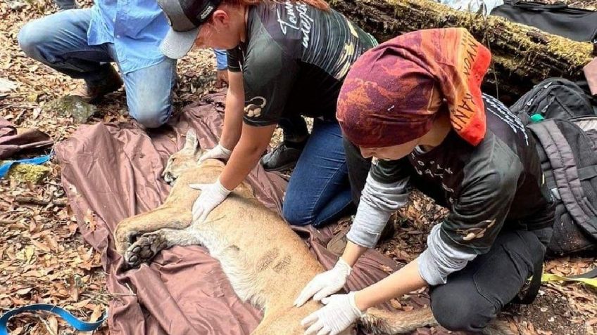 Rescatan a un puma en Peñamiller; falleció debido a sus heridas