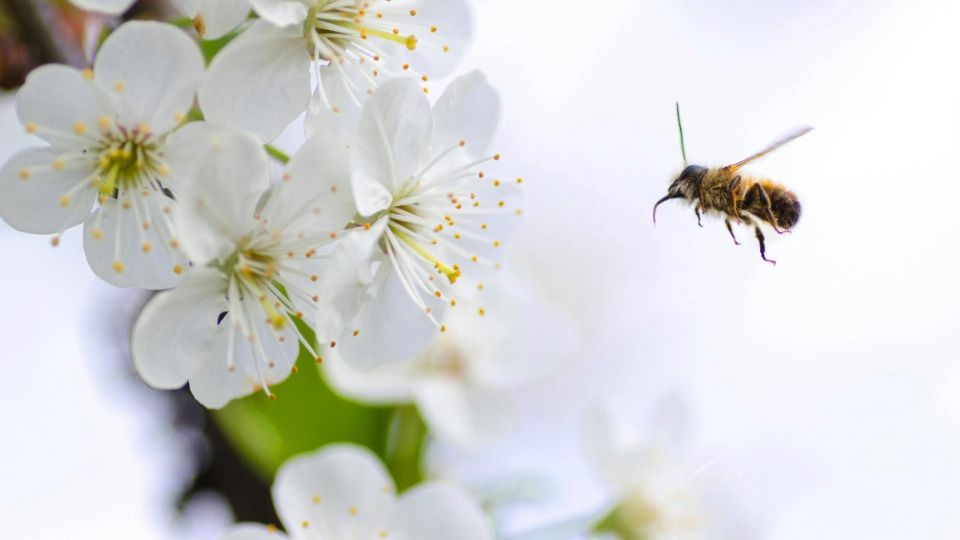 Cuidar a los polinizadores garantiza la estabilidad en los ecosistemas de todo el mundo.