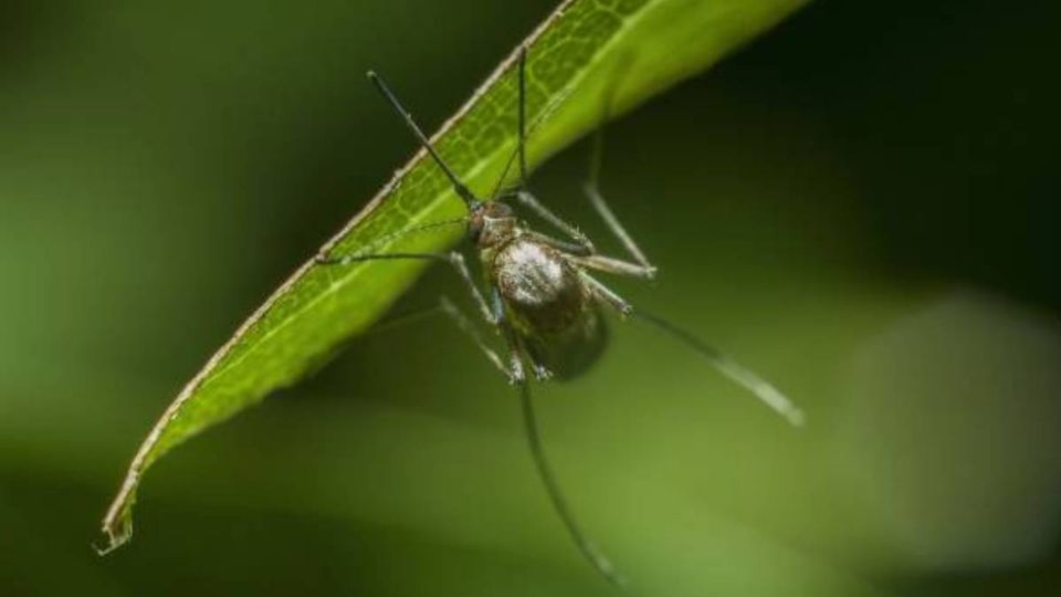 El mosquito tigre se expande por toda Europa.