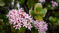 Con una cucharadita de este ingrediente, haz que tu árbol de jade estalle de flores