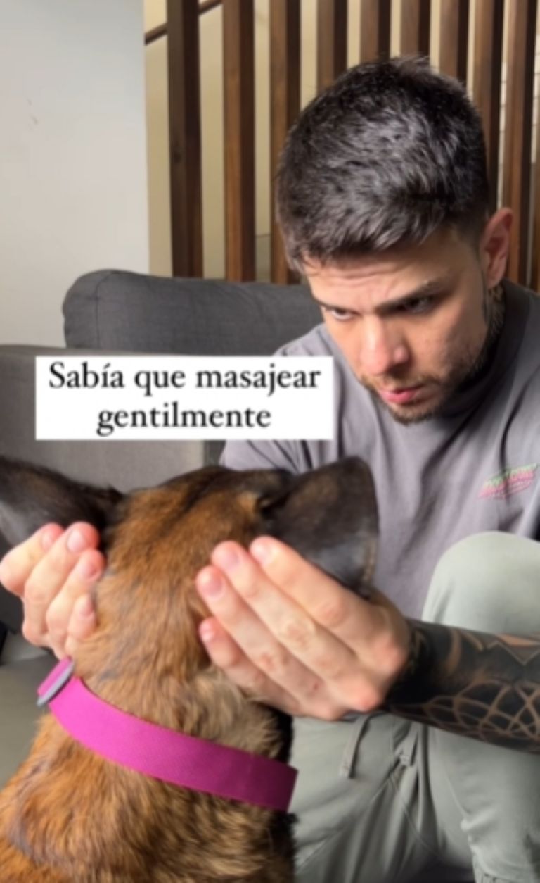 masaje perros