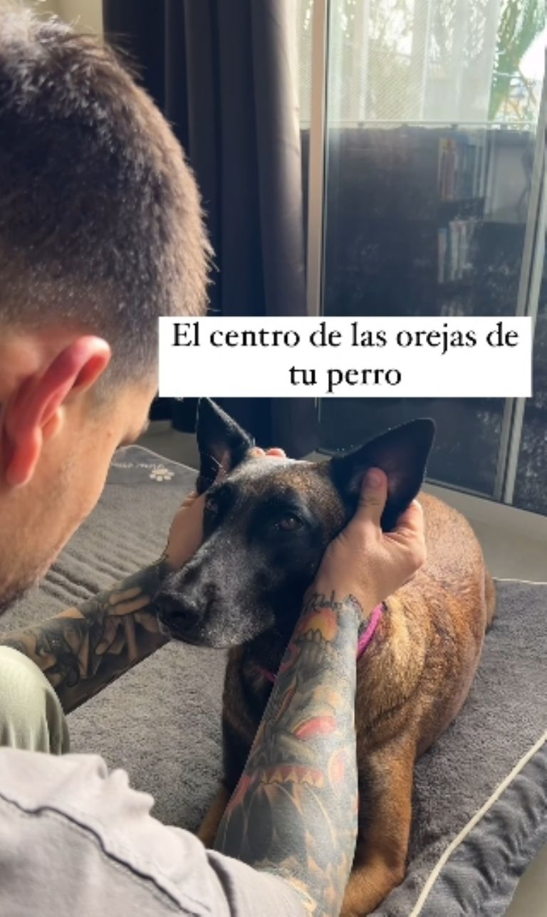 perro tips cuidados