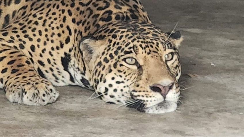 Con hielo y aire acondicionado: así buscan enfriar la selva para salvar a sus habitantes