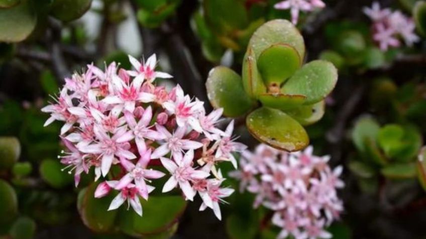 Con una cucharadita de este ingrediente, haz que tu árbol de jade estalle de flores