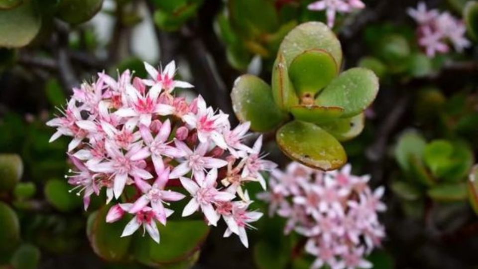 Con una cucharadita de este ingrediente, haz que tu árbol de jade estalle de flores. Fuente: Pinterest