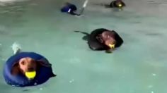 VIDEO: mujer pone escuela de natación para perros salchicha, ¿dónde se encuentra?