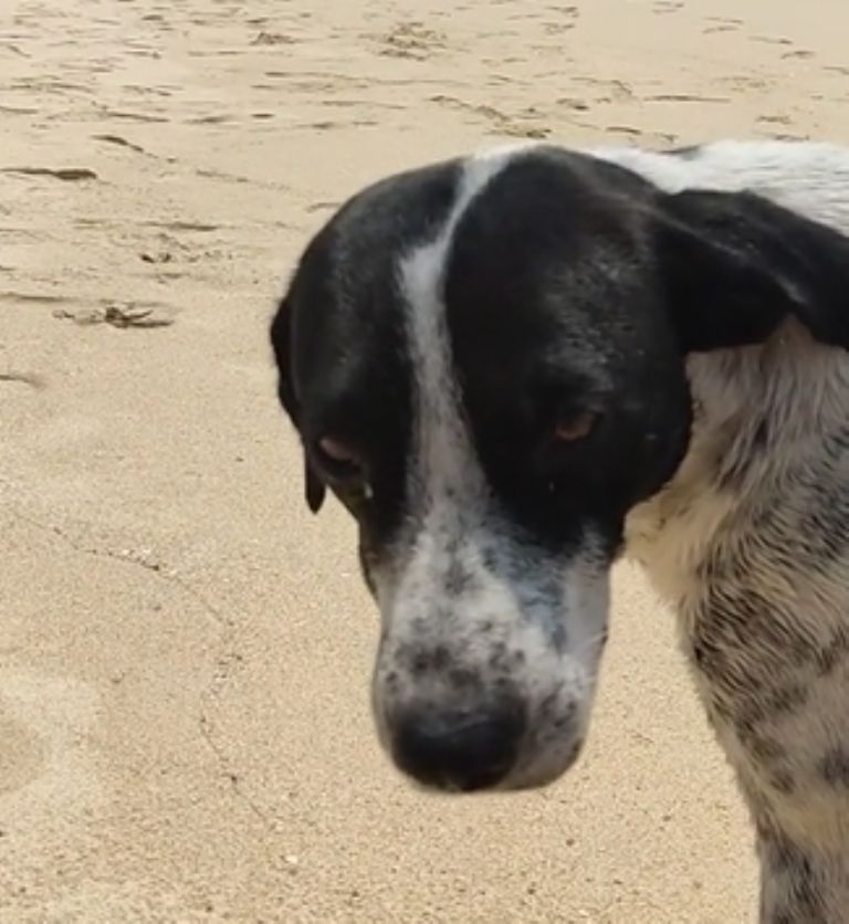 piden apoyo para perrito en Huatulco