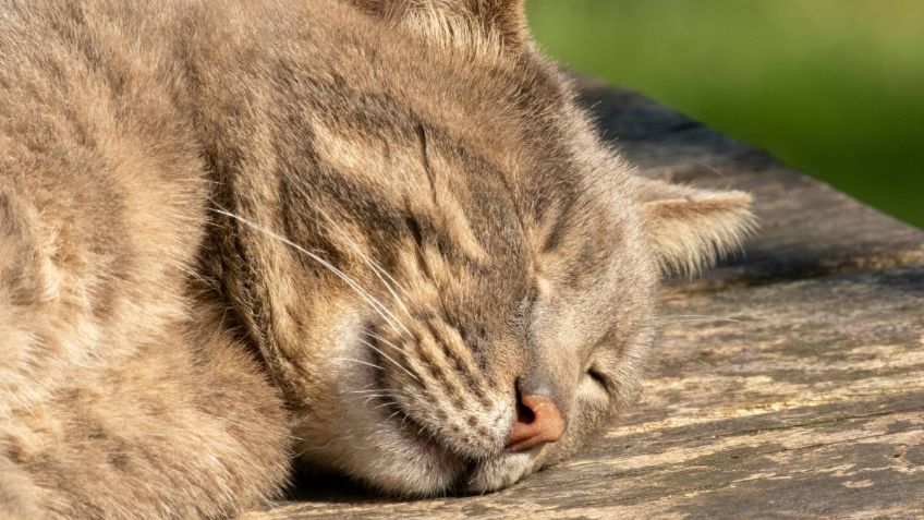 El ronroneo del gato puede ser benéfico para tu salud