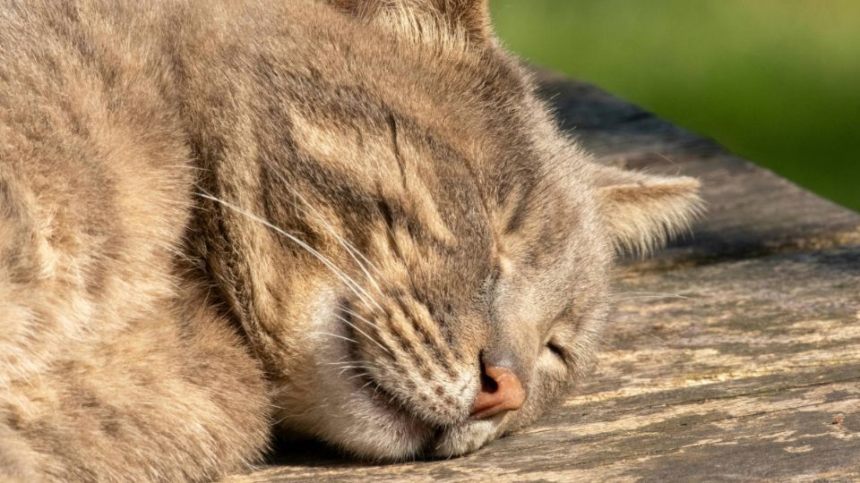 El ronroneo de los gatos ayuda a bajar la presión sanguínea, producir endorfinas y mejorar la densidad de los huesos.