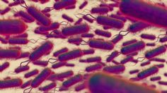 Bacteria carnívora que mata en 2 días alerta por aumento de casos, ¿habrá una nueva pandemia?