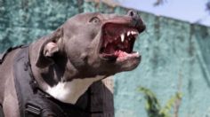 Perro pitbull mata a su dueño, un anciano de 93 años