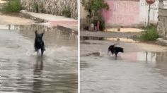 Perrito fascina en redes al jugar entre charcos de agua tras las fuertes lluvias