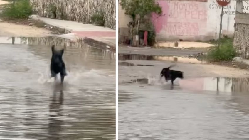 Perrito fascina en redes al jugar entre charcos de agua tras las fuertes lluvias