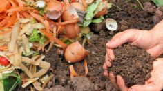 Crea de forma sencilla abono para tus plantas en casa