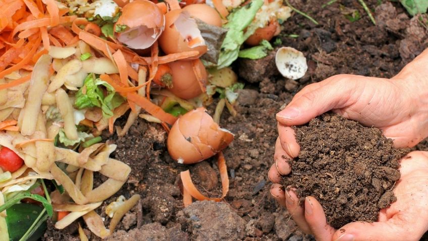 Crea de forma sencilla abono para tus plantas en casa