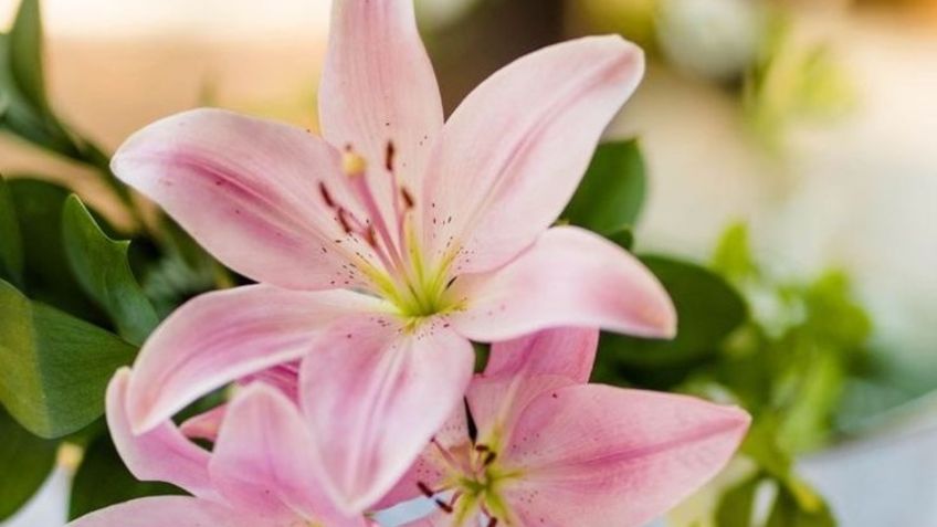 Esta es la planta floral más aromática de todas las especies y dejará un delicioso olor en tu hogar