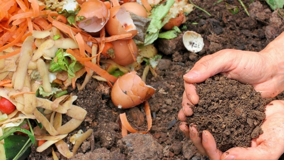 Requieres solo algunos desechos orgánicos para crear abono para tus plantas ay así generas menos basura