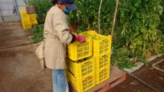 Levanta Estados Unidos restricciones a importación del tomate mexicano por virus rugoso