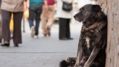 Este es el país que le pagará 50 euros mensuales a cada persona que haya adoptado un perro callejero