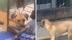 VIDEO: graban a un perro con un cuchillo en el hocico deambulando por las calles