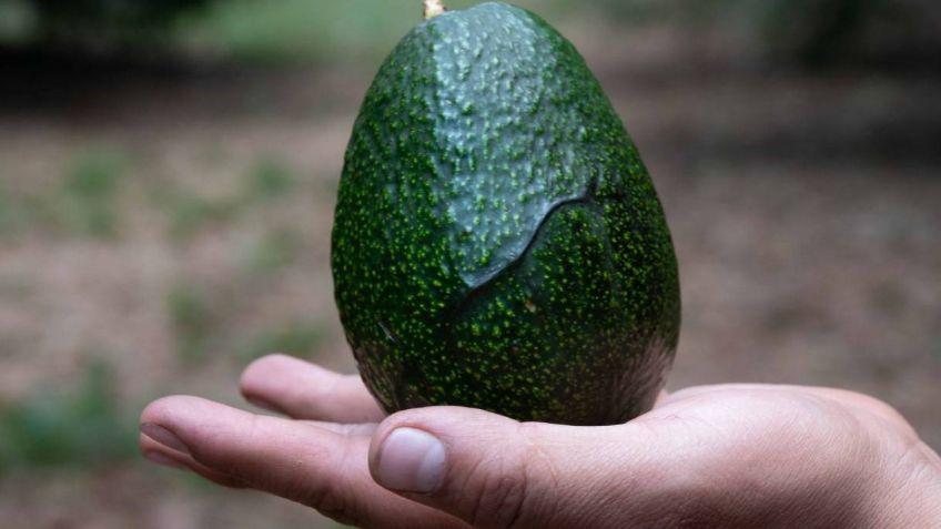 México y EU buscan un acuerdo para reanudar venta de aguacate michoacano, asegura AMLO