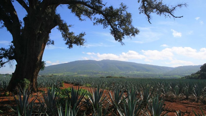 CRT llama al registro de plantas de agave para mayor certeza en la cadena del tequila