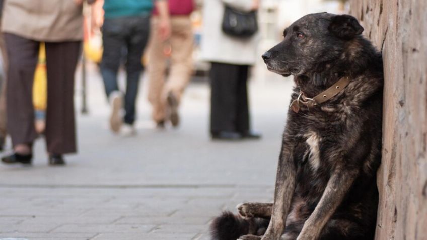 Este es el país que le pagará 50 euros mensuales a cada persona que haya adoptado un perro callejero