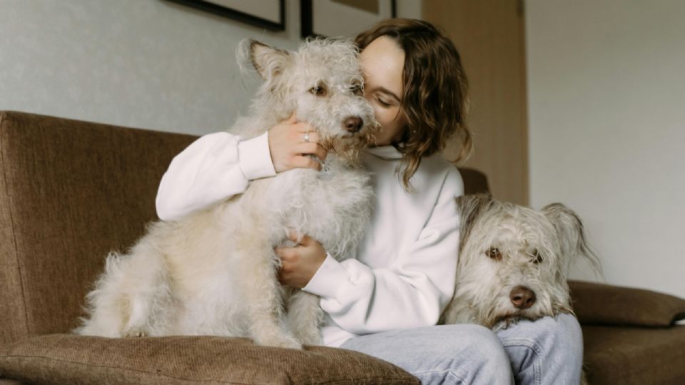 La temperatura corporal de los perros es un factor que ayuda a saber si están enfermos.