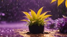 Aprende a recolectar agua de lluvia y usarla de mejor forma para regar tus plantas